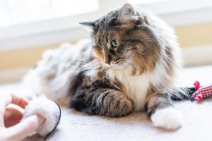 große maine coon mit spielzeug