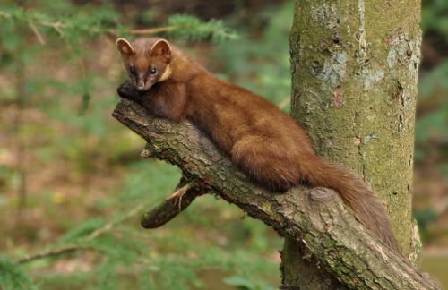 Marder auf Baum