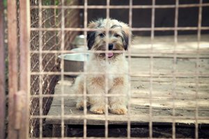 kleiner mischlingshund hinter gitter