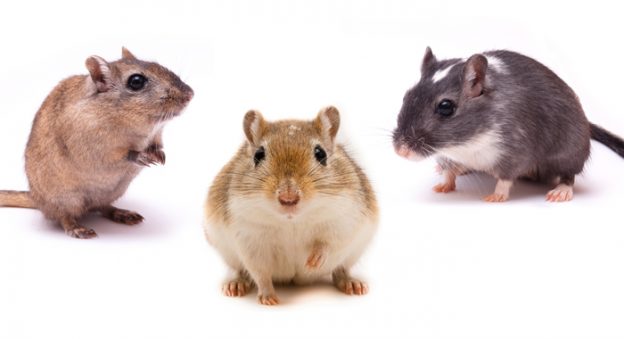Nagetiere - Fotos und Informationen rund um große und kleine Nagetiere