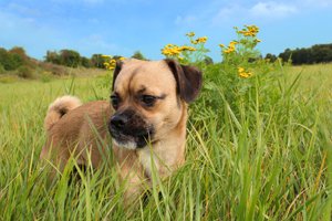 mopsmischling welpe auf wiese