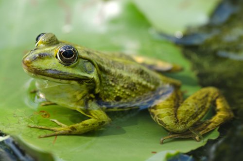 Nerzfrosch