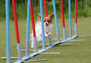 papillon beim hundesport agility