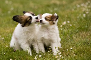 zwei papillon welpen auf einer wiese