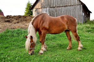 altes sportpferd frisst gras vor scheune