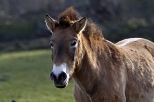 Przewalski-Pferd