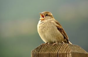 spatz auf zaunpfahl