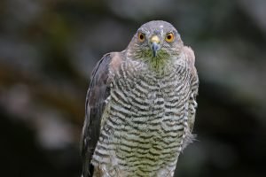 weiblicher sperber guckt in kamera