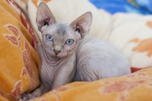 nackte sphynx katze in einem bett