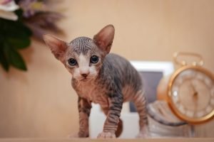 sphynx katzenbaby auf schrank in wohnung