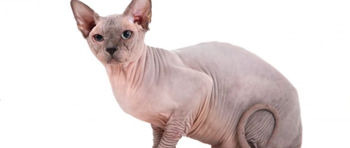 Sphynx Katze Alles über Herkunft Und Haltung Der Nackten