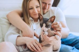 menschliches pärchen auf sofa mit schwarz weißer sphynx-katze in den armen