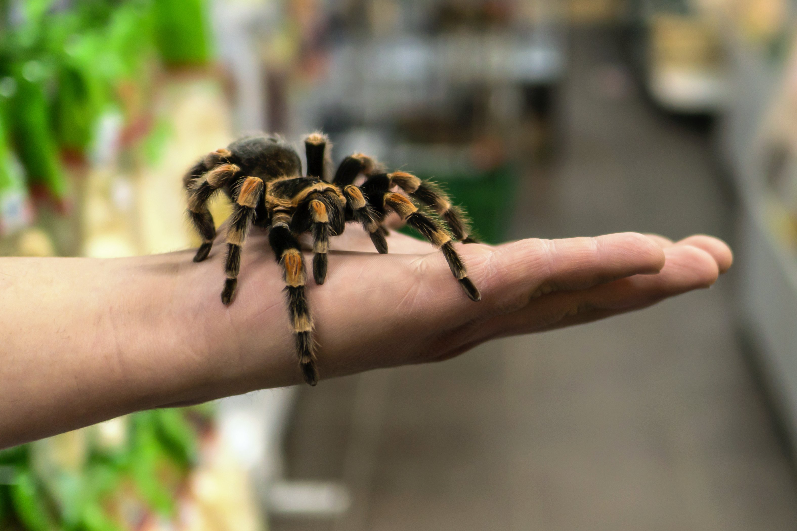 Tarantula auf einer Hand