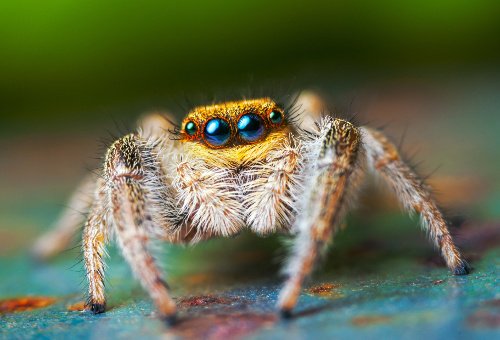 Spinne mit vier Augen