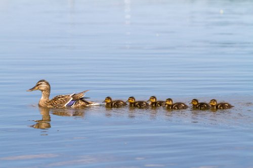 Stockente mit Jungen