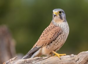 nahansicht von turmfalke auf einem ast