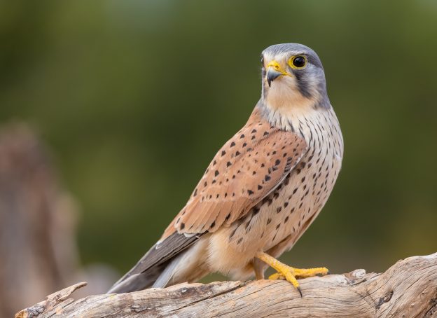 Einheimische Vögel Besonderheiten und Merkmale der häufigsten Arten
