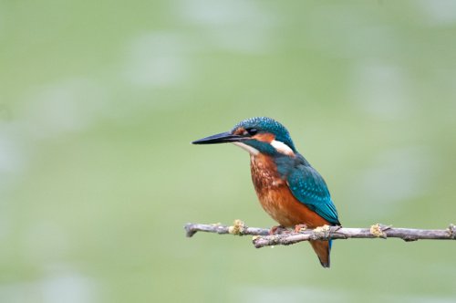 Vogel auf Ast