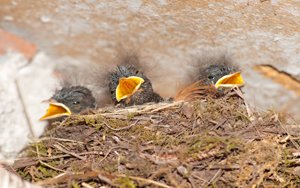 drei jungvögel im nest