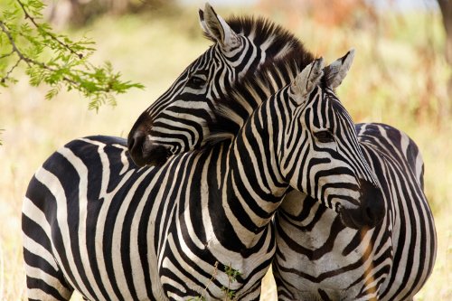 Zwei Zebras in der Wildnis