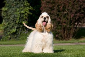 american cocker spaniel auf hundeshow