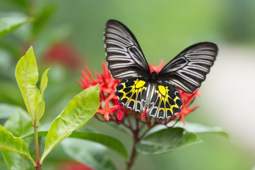 Birdwing