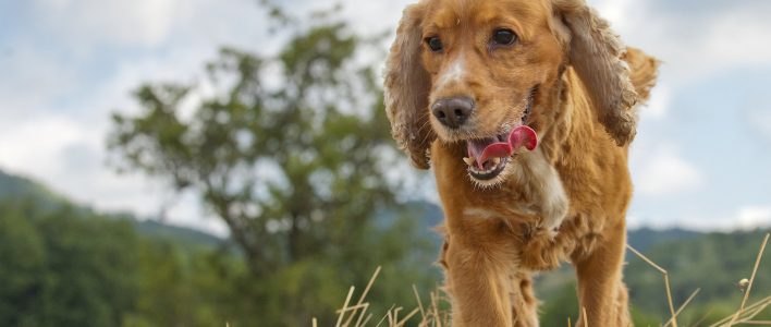 Cocker Spaniel Herkunft