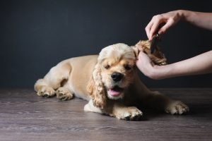 cocker spaniel bei der ohrenpflege