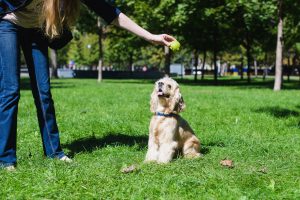 cocker spaniel beim spiel mit einem tennisball