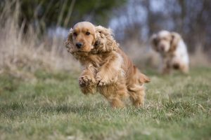 zwei english cocker spaniel jagen über wiese