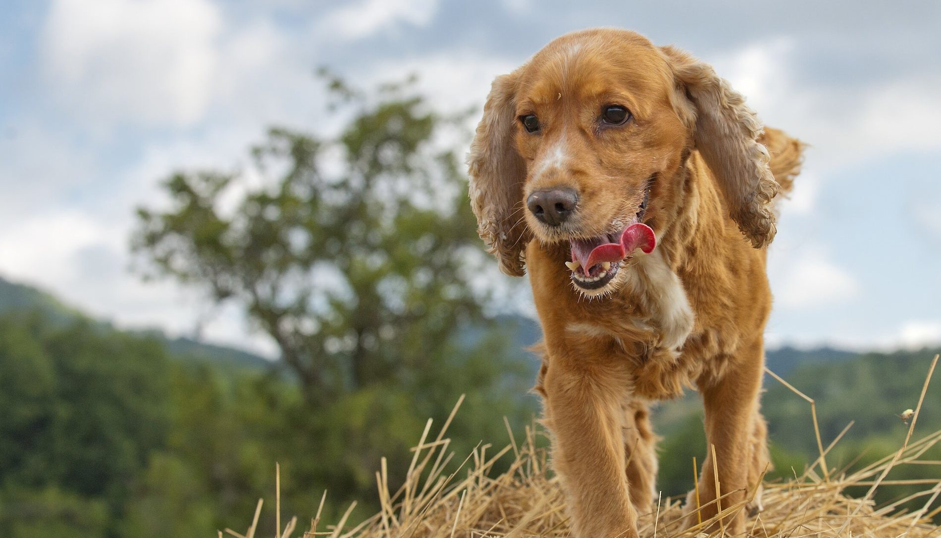 Cocker Spaniel Herkunft