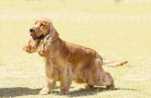 english cocker spaniel auf wiese