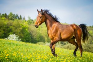 araber auf wiese