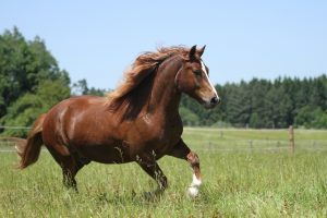 freiberger im galopp auf weide