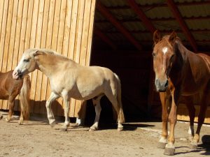 offenstall mit freibergern und anderen pferden