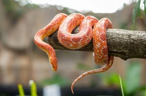 orange rotte kornnatter um baum geschlungen