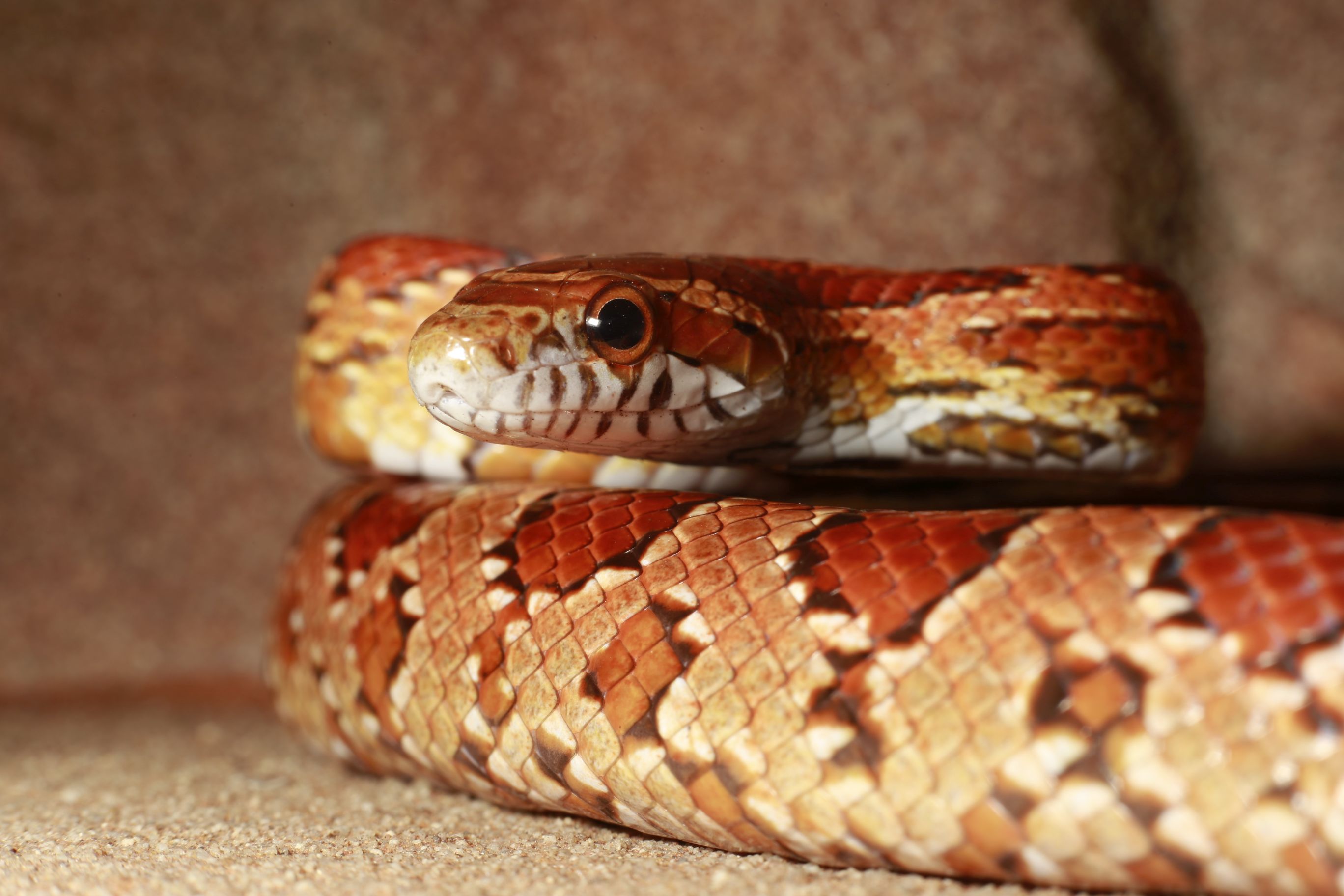 Kornnatter Schlange Pantheropis guttatus