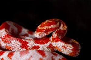 kornnatter in bloodred 