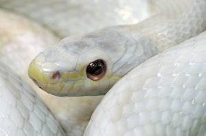 albino kornnatter nahansicht