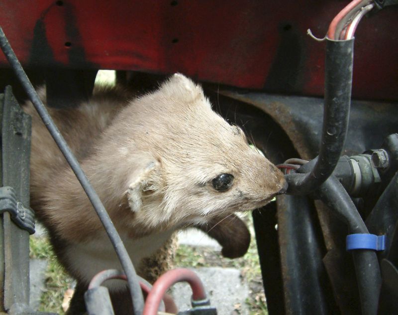 Marder in Germany: Wie wir ein ungebetenes Raubtier wieder