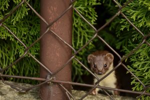 marder hinter maschendrahtzaun