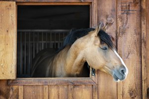 pferd guckt aus stall