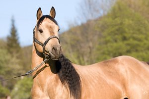 quarter horse hengst guckt aufmerksam