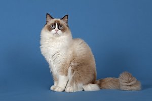 ragdoll katze blauer grund