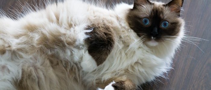 Ragdoll Katze Der Zärtliche Riese Unter Den Haustigern