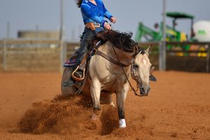 quarter horse mit reiter beim sliding stop