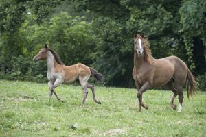 quarter horse stute mit fohlen auf wiese