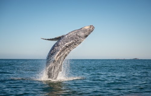 Wal spring aus dem Meer
