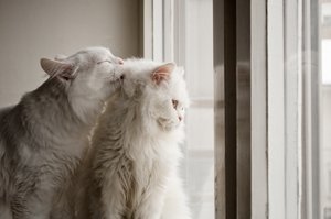 zwei katzen putzen sich