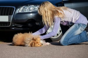 Frau mit verunfalltem Hund vor Auto